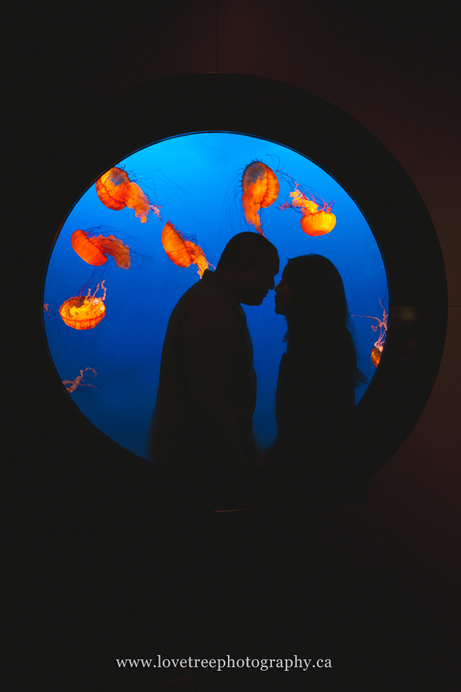jellyfish | image by vancouver aquarium wedding photographer www.lovetreephotography.ca