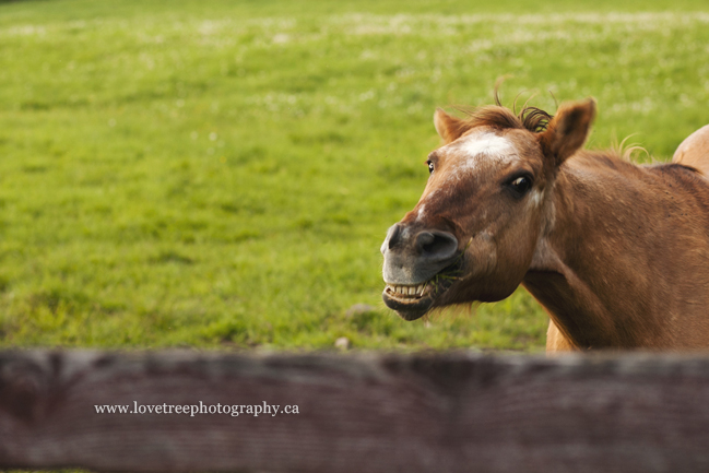 this horse makes me laugh; image by vancouver wedding photographer love tree photography