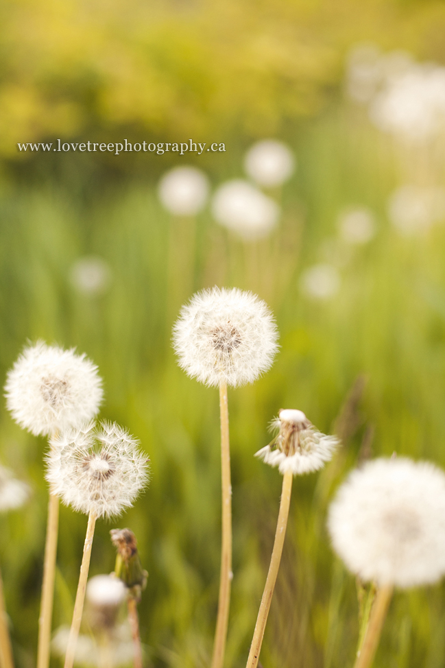 summer dandelions; image by vancouver wedding photographer love tree photography