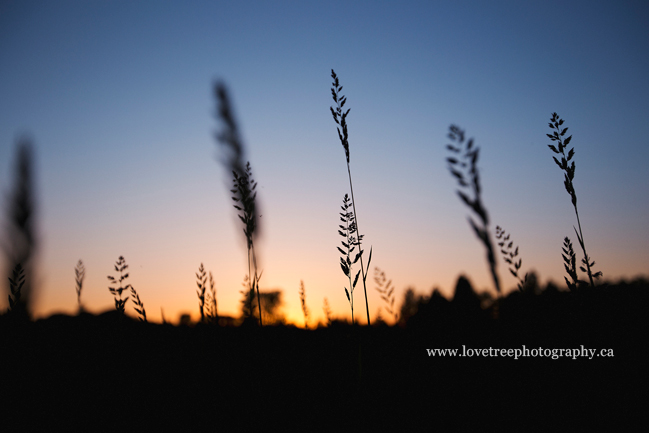 sunset in langley bc; image by http://www.lovetreephotography.ca