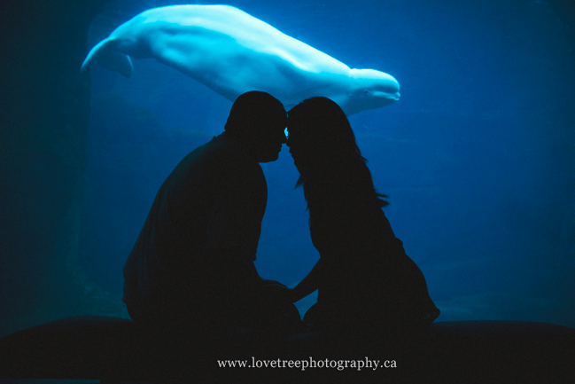 beluga whales | image by vancouver aquarium wedding photographer www.lovetreephotography.ca
