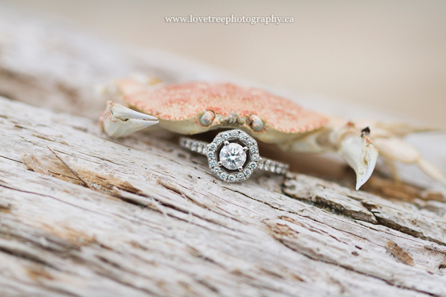 Engagement Ring with a crab | Parksville engagement photographer www.lovetreephotography.ca