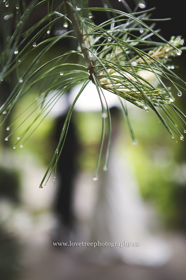 First look | Agassiz Wedding Photographer www.lovetreephotography.ca