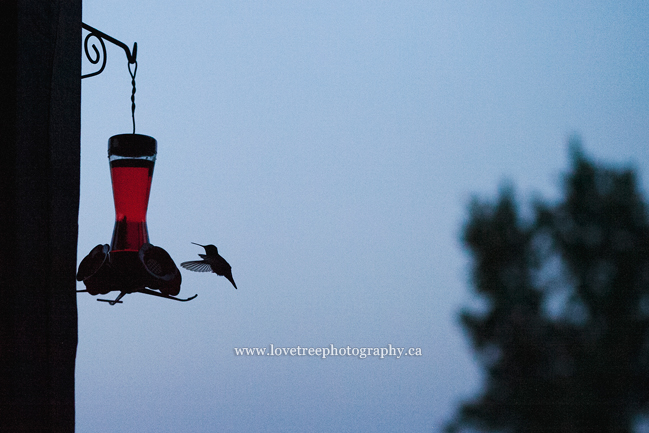 hummingbird silhouette