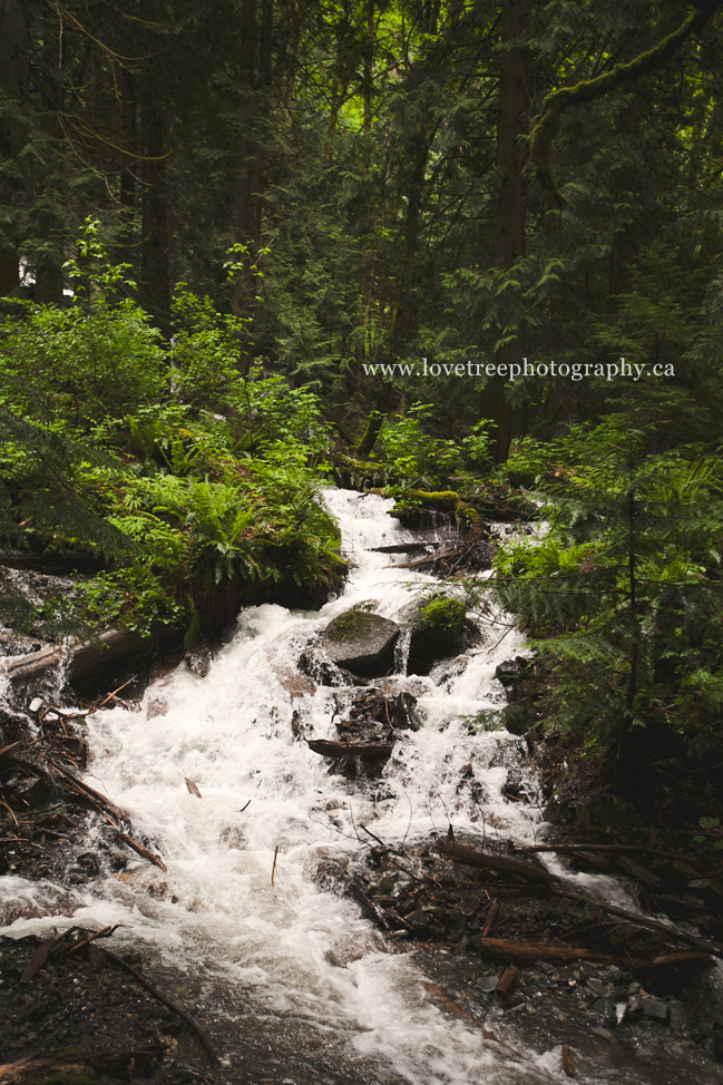 second secret location for free portraits by vancouver engagement photographers love tree photography