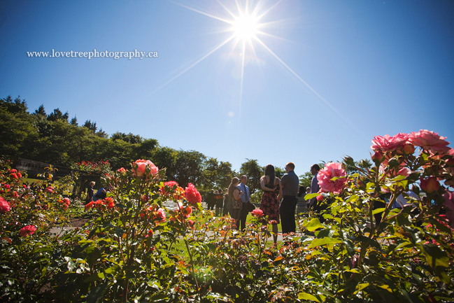 burnaby mountain wedding; image by www.lovetreephotography.ca