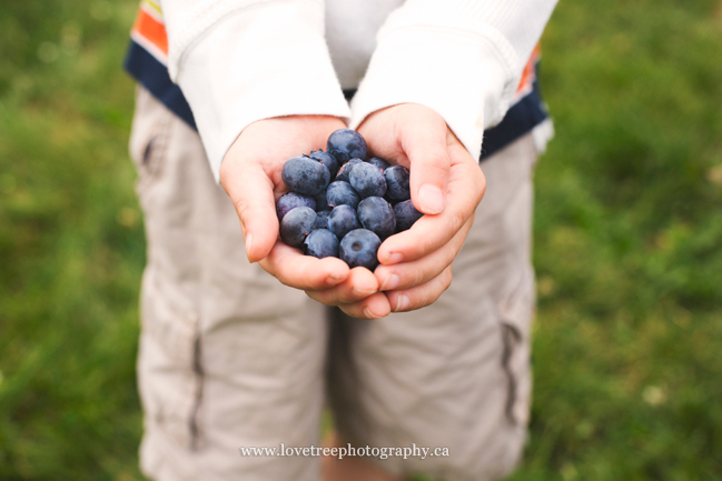 Driediger Farms Blueberry picking lifestyle family portrait session | image by www.lovetreephotography.ca