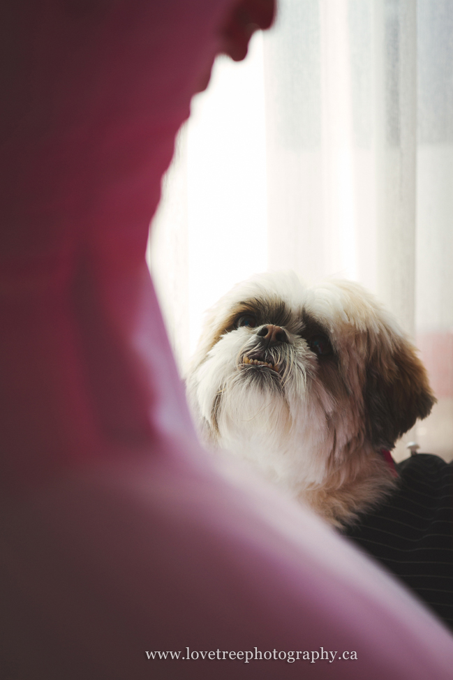 dog watching the bride get into her dress | image by vancouver wedding photographer www.lovetreephotography.ca