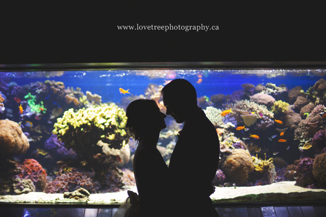 A Vancouver Aquarium wedding by award winning photographers www.lovetreephotography.ca