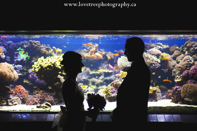 Vancouver Aquarium Wedding in Stanely Park BC | Vancouver wedding photographer Love Tree Photography