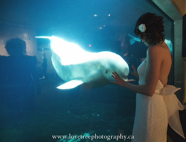 Vancouver Aquarium Wedding in Stanely Park BC | Vancouver wedding photographer Love Tree Photography