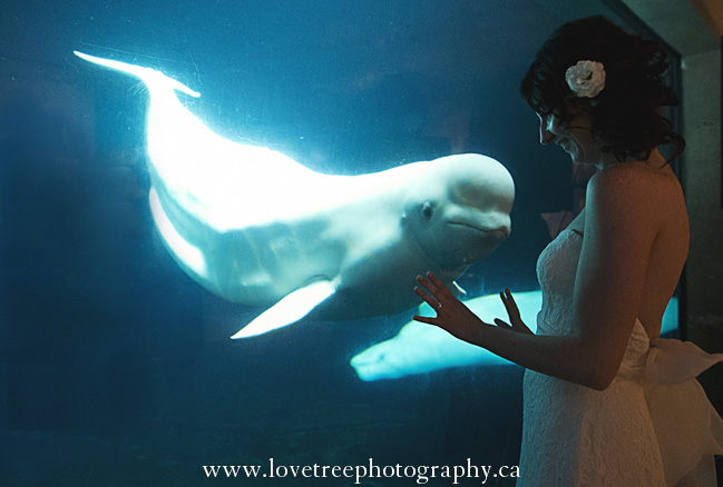 Vancouver Aquarium Wedding in Stanely Park BC | Vancouver wedding photographer Love Tree Photography