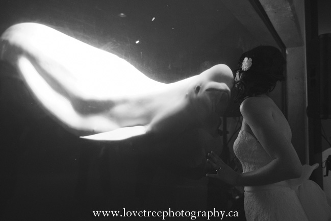 Vancouver Aquarium Wedding in Stanely Park BC | Vancouver wedding photographer Love Tree Photography