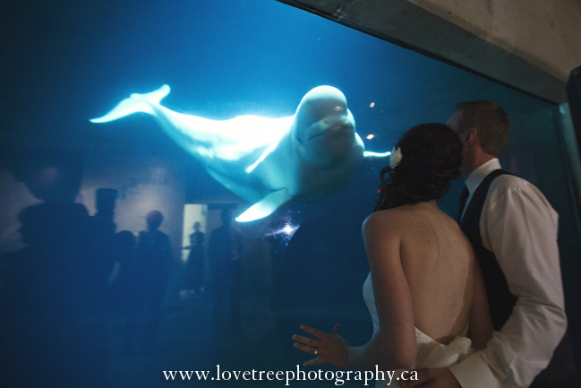 Vancouver Aquarium Wedding in Stanely Park BC | Vancouver wedding photographer Love Tree Photography