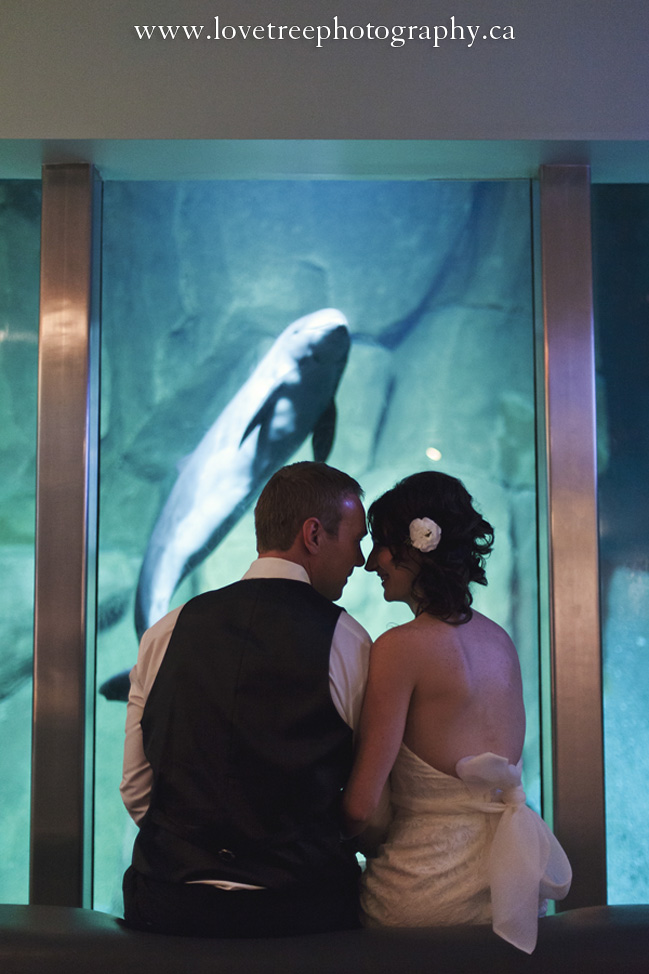 Vancouver Aquarium Wedding in Stanely Park BC | Vancouver wedding photographer Love Tree Photography